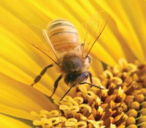 Ημερίδα για τη μελισσοκομία